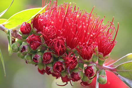 callistemon, bottlebrush, Austraalia kohalikud taimekooslused, lill, punane, põõsas, loodus