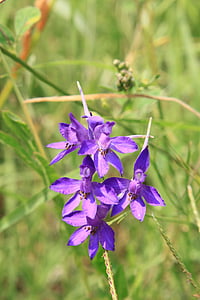 Buttercup, Ridderspoor (Consolida), bloemen, Ranunculaceae, regalis, Koninklijke, Spur