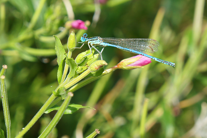 Dragonfly, insecte, natura, în aer liber, macro, verde, insectă