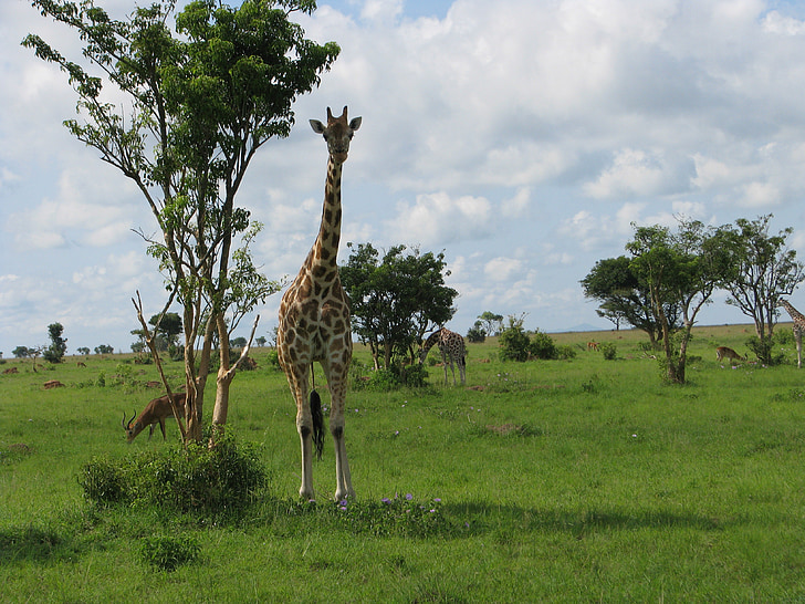žirafa, zvíře, Safari, Zoo, volně žijící zvířata, Afrika, savec