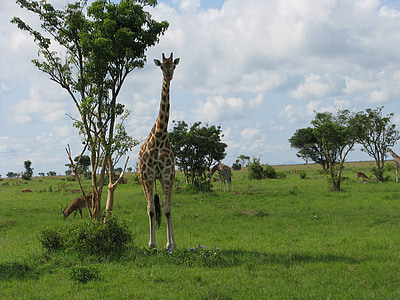 girafa, animal, safári, jardim zoológico, vida selvagem, África, mamífero