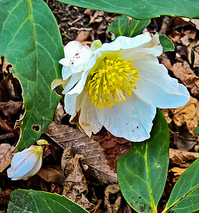 plant, christmas rose, anemone blanda, nieswurzgewächs, large white flowers, early bloomer, food for insects
