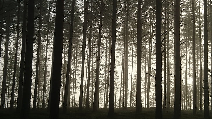 bor, borova šuma, jutro, magla, priroda, krajolik, drvo