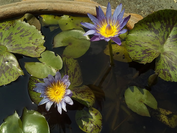 Lotus, Lotus leaf, daba, Lotus baseinā, ūdens augi, Bua aizliegums, ziedi