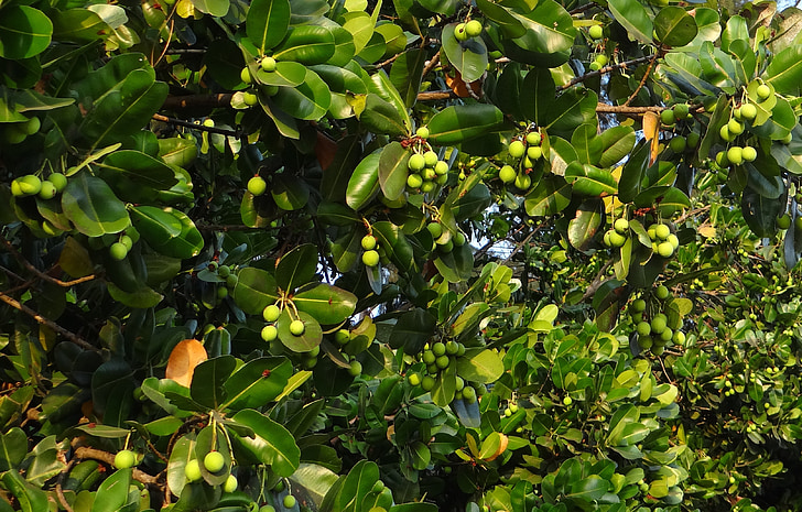 hojas, fruta, tuerca, flora, Karnataka, India, laurel de Alejandría