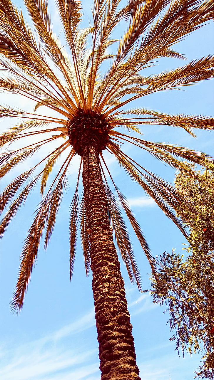 copac, Palm, San diego, peisaj, Flora