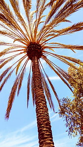 arbre, Palma, San diego, paisatge, flora