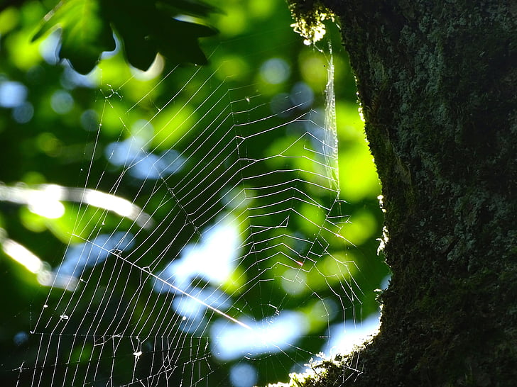 spindelvev, edderkopp, nettverk, natur, Lukk, skog, insekt
