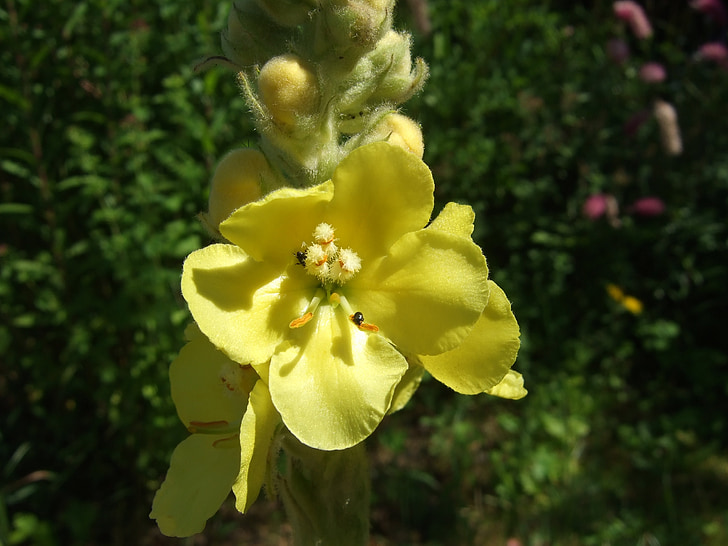 Verbascum, virág, kert