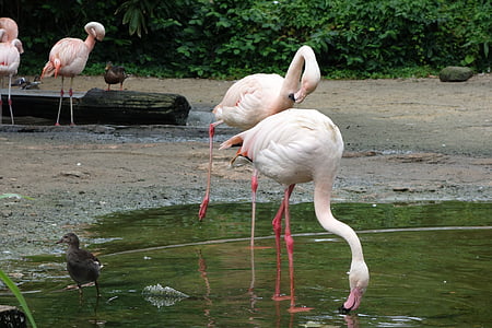 flamingi, ptaki, woda ptak