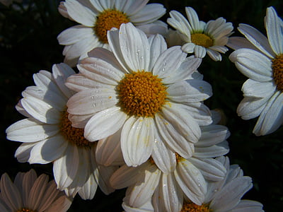 Daisy, bunga putih, bunga musim panas, alam, bunga, tanaman, kelopak