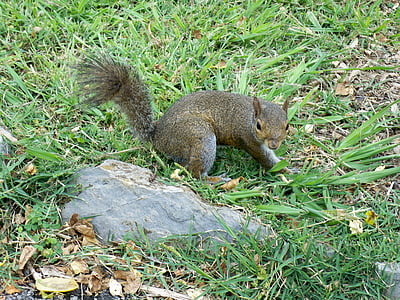 다람쥐, 자연, 공원, 활기찬