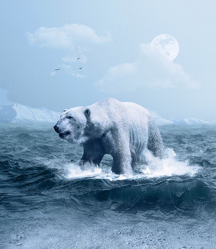 อาร์กติก, นักล่า, น้ำแข็ง, หิมะ, น้ำ, ธรรมชาติ, สีฟ้า