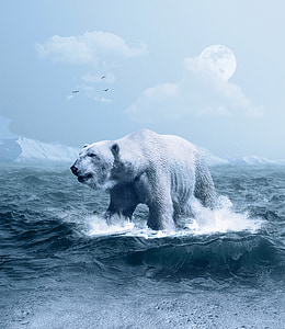 Ártico, predador, gelo, neve, água, natureza, azul