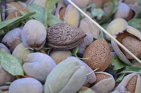 almonds, dried fruit, puglia, fruit, agriculture, food, healthy food