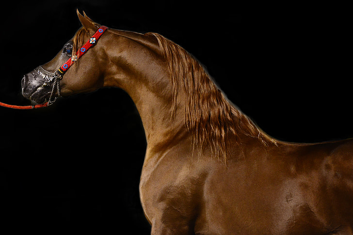 häst, Arabian, djur, Unicorn superhjälte anamil