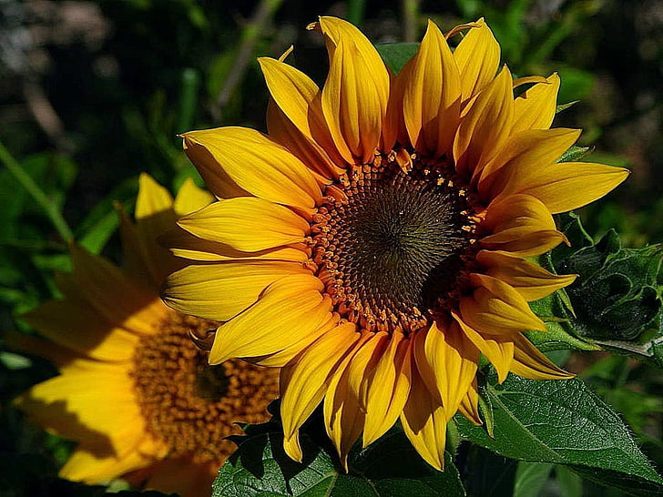 sunflowers, flowers, plants, flora, yellow, blossom, floral
