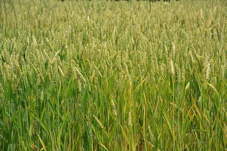 wheats, зърнени култури, шипове, хляб, природата, Селско стопанство, пейзаж
