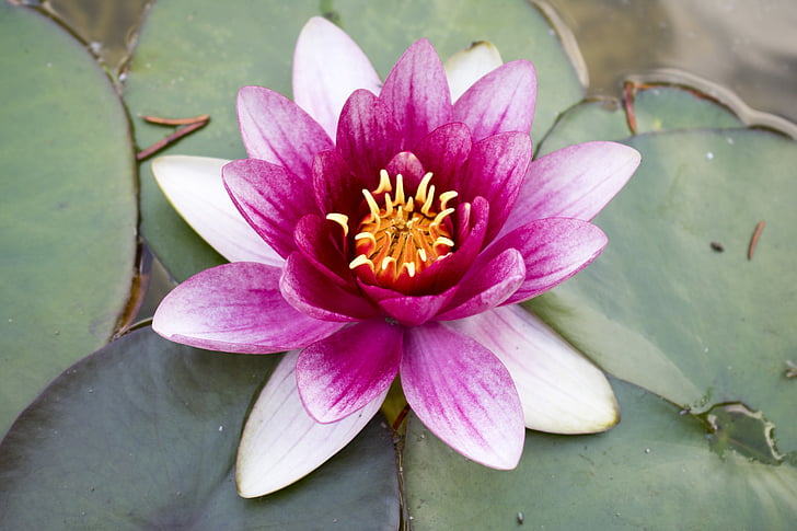 pink, aquatic plant, pink water lily, blossom, bloom, flower, pond plant