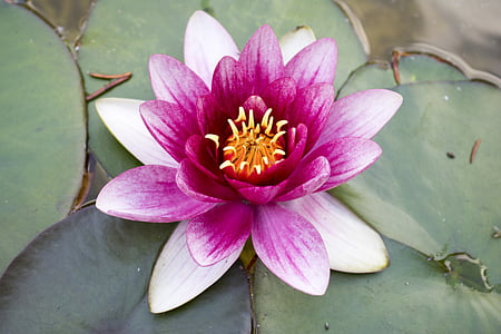 розово, водни растения, розова водна лилия, Блосъм, Блум, цвете, езерото растение