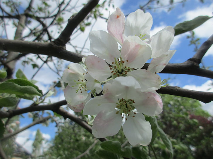 Apple blossom, berkebun, musim semi, mungkin, mekar, Taman, pohon apel
