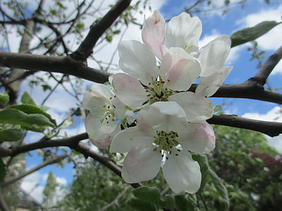 apple blossom, gardening, spring, may, blooming, garden, apple tree