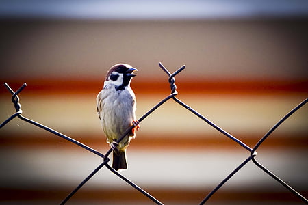 alone, animal, beak, bird, blur, close-up, color