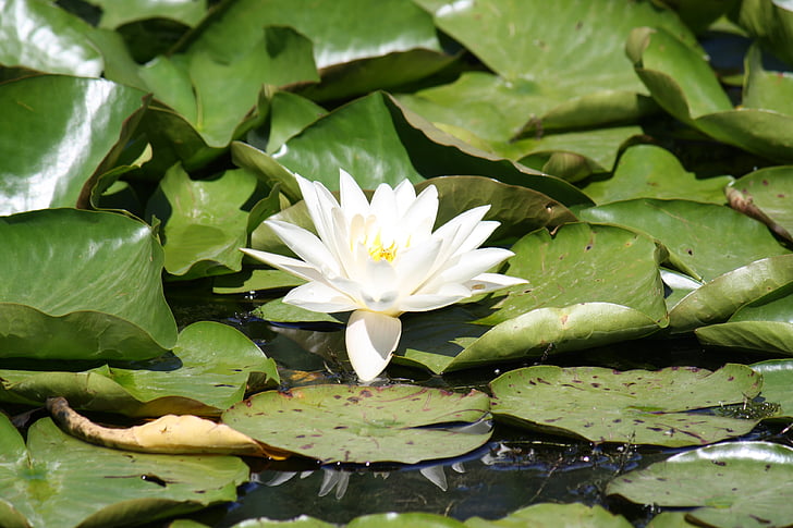 flower, pond, aquatic plant, white water lily, water lily