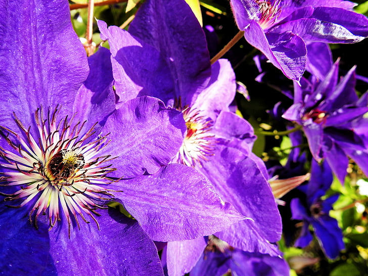 clematis, flower, blossom, bloom, purple, nature, plant
