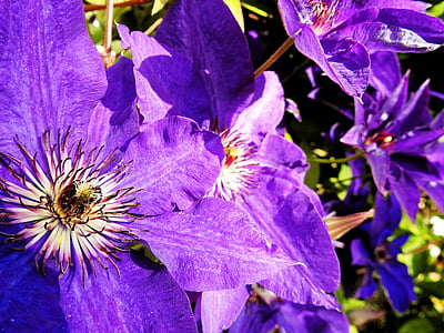 铁线莲, 花, 开花, 绽放, 紫色, 自然, 植物
