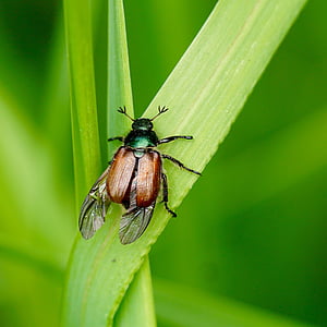 Escarabajo de la, insectos, naturaleza, ala, quitina