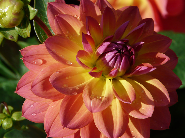 Dahlia Sân vườn, màu hồng, màu vàng, màu tím, Hoa, Blossom, nở hoa