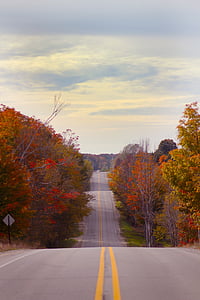 trees, plant, nature, autumn, fall, forest, road