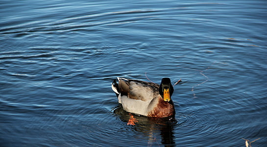 duck, lake, nature, water, animal, italy, birds