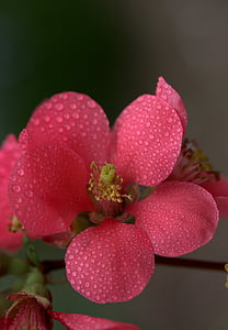 bunga, merah muda, Persik, kelopak bunga, musim semi, tetes, Salon Kecantikan