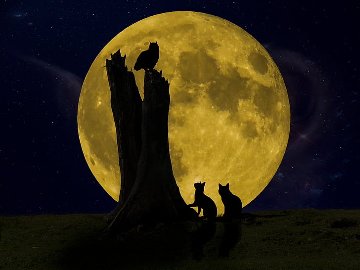 Selamat malam, bulan, burung hantu, kucing, malam, tampak, cahaya