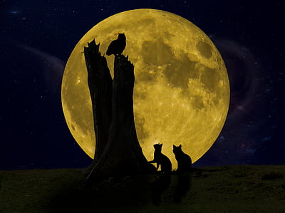 おやすみなさい, 月, フクロウ, 猫, 夜, 見える, 光