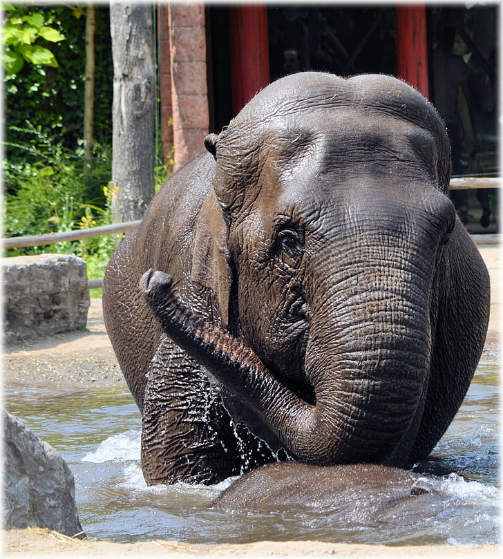 elephant, indian elephant, pool, water, bath, bathing, cool