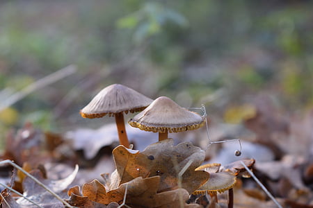 fall, mushroom, toadstool, forest, nature, autumn, season