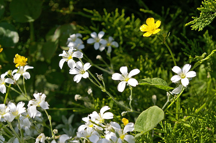 cerastium tomentosum, ground cover, stone bedding plant, plant, white flowers, petals, garden