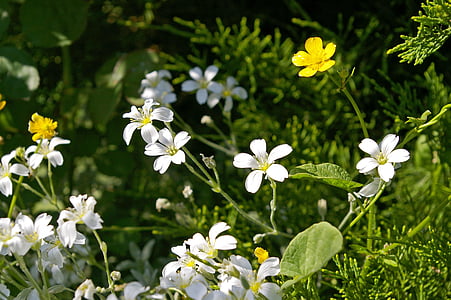 Cerastium tomentosum, Půdopokryvné, kamenné lože rostlina, závod, bílé květy, okvětní lístky, zahrada