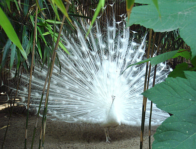 peacock, white, mutation, peafowl, fowl, bird, elegance