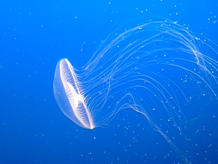 Medúza, chapadla, jedovatý, pod vodou, akvárium, Monterey bay aquarium, zářící