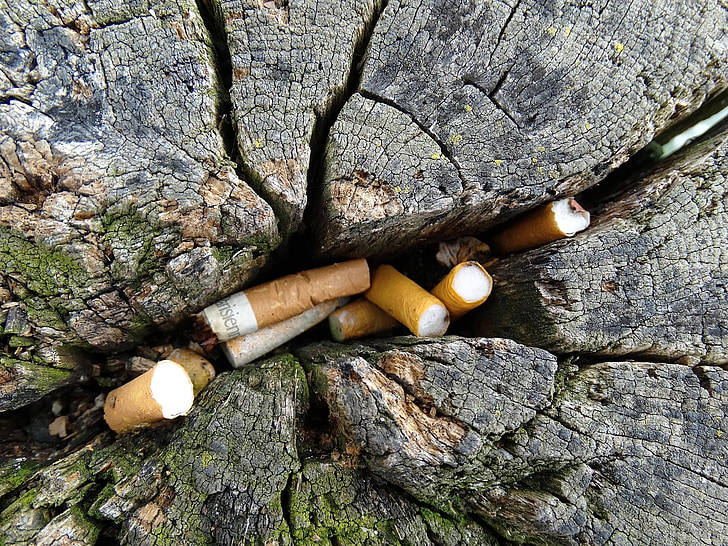 cigarečių, šalinimo, medžio kamieno, įtrūkimų, krekingo, senas, disponuoti