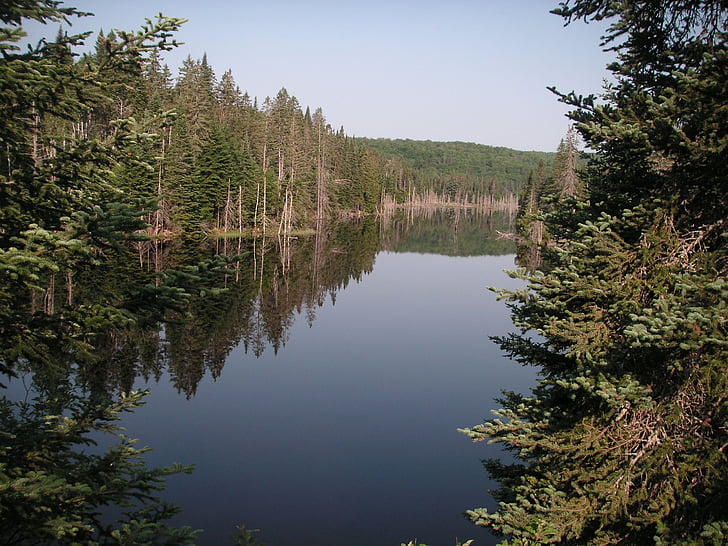 river, forest, nature, water, summer, stream, landscape