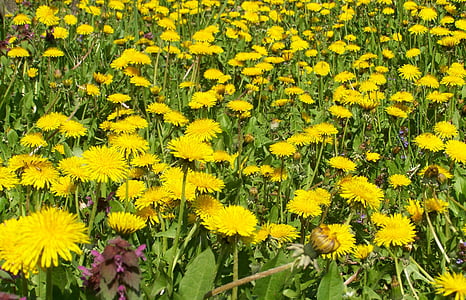 dandelion gaun, bunga kuning, alam, anak láncfű, kuning, bunga, tanaman