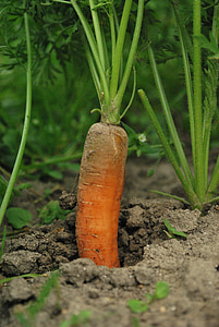 vegetables, gardener, vegetable, agriculture, nature, growth, dirt
