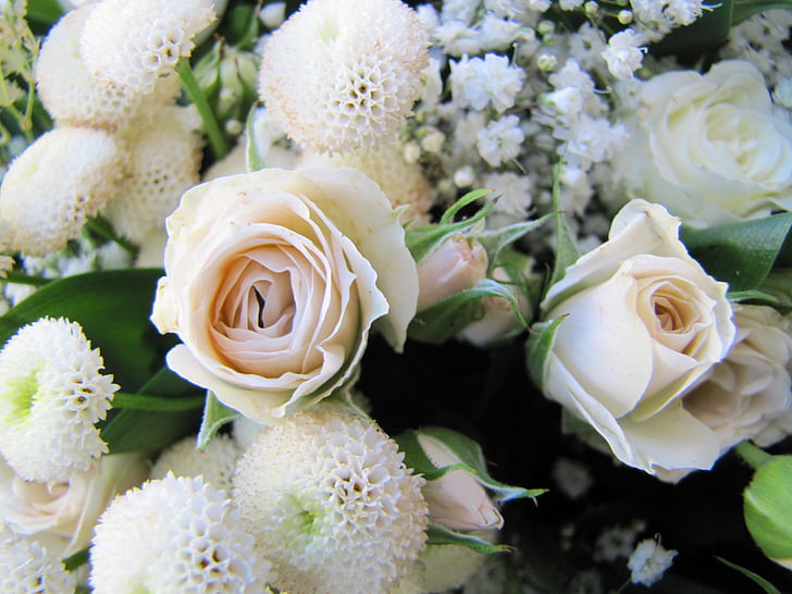 λουλούδι, τριαντάφυλλο, πράσινο, λευκό