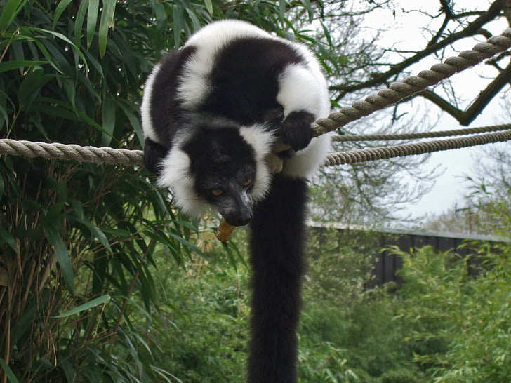 vari, lemur, prosimian, zoo, nature, black and white