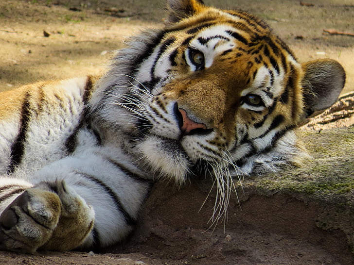 Тигър, главата, котка, затвори, очите, уморен, почивка